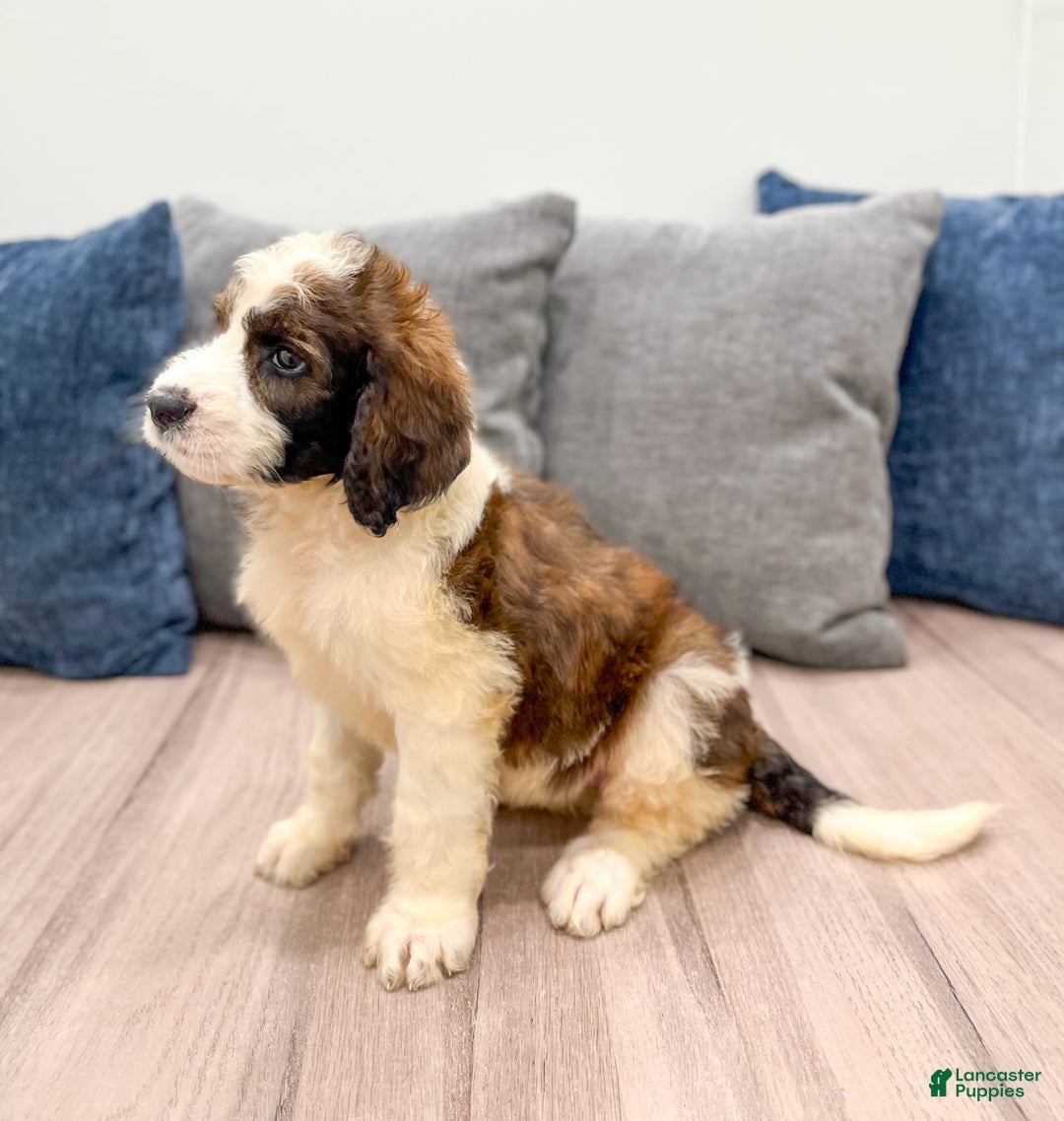 Saint Berdoodles dogs for sale: Sasha - Image 5