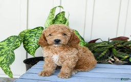 Mini Goldendoodle dogs for sale: Muppet - Image 5