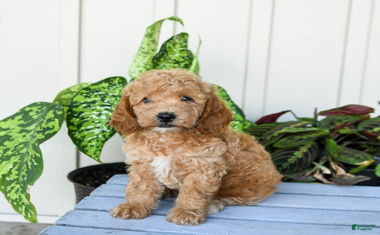 Mini Goldendoodle dogs for sale - Ad 5