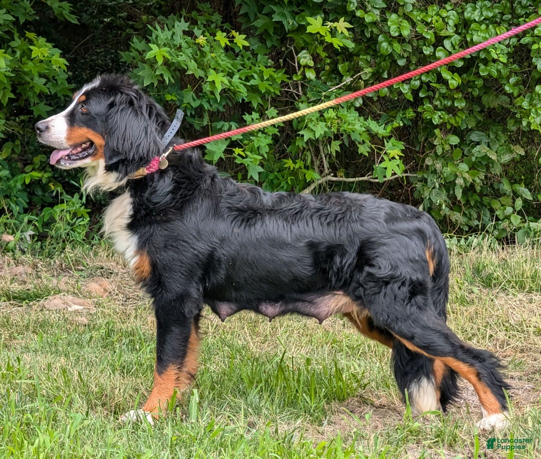 Bernese Mountain Dog dogs for sale: Wilder - Listing for pets: Waska, Wenka, Wenna, Whiskey, Wilder, Willa, Winnie, Winston - Image 6