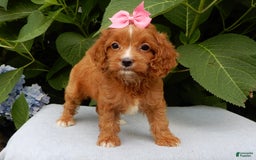 Cavapoo dogs for sale: Penny - Image 4