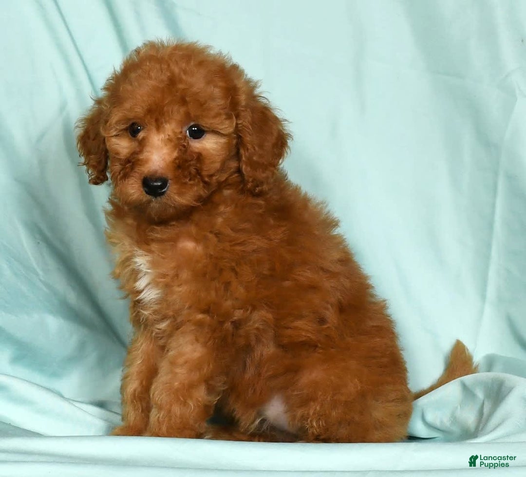 Mini Goldendoodle dogs for sale: Dolly - Image 8