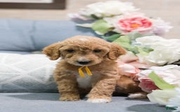 Standard Poodle dogs for sale: Salsa - Image 1