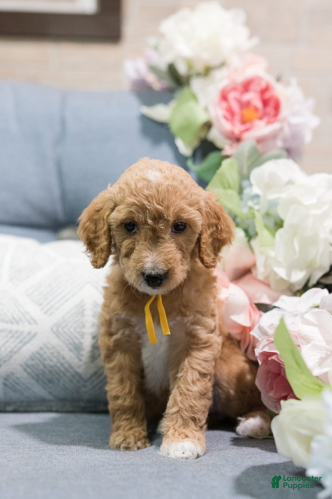 Standard Poodle dogs for sale: Salsa - Image 1