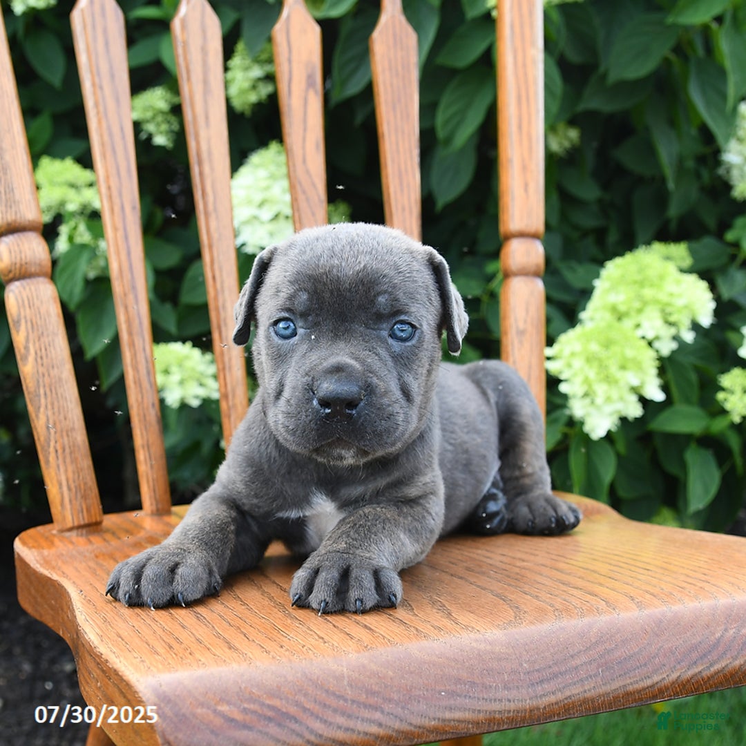 Cane Corso dogs for sale: Shadow - Image 2