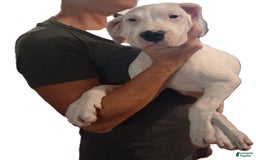 Dogo Argentino dogs for sale: Vampiras Vengeance - Image 4