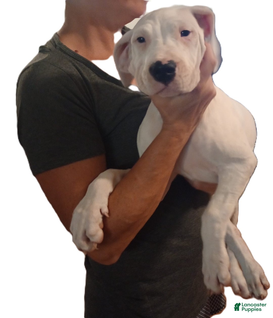 Dogo Argentino dogs for sale: Vampiras Vengeance - Image 4