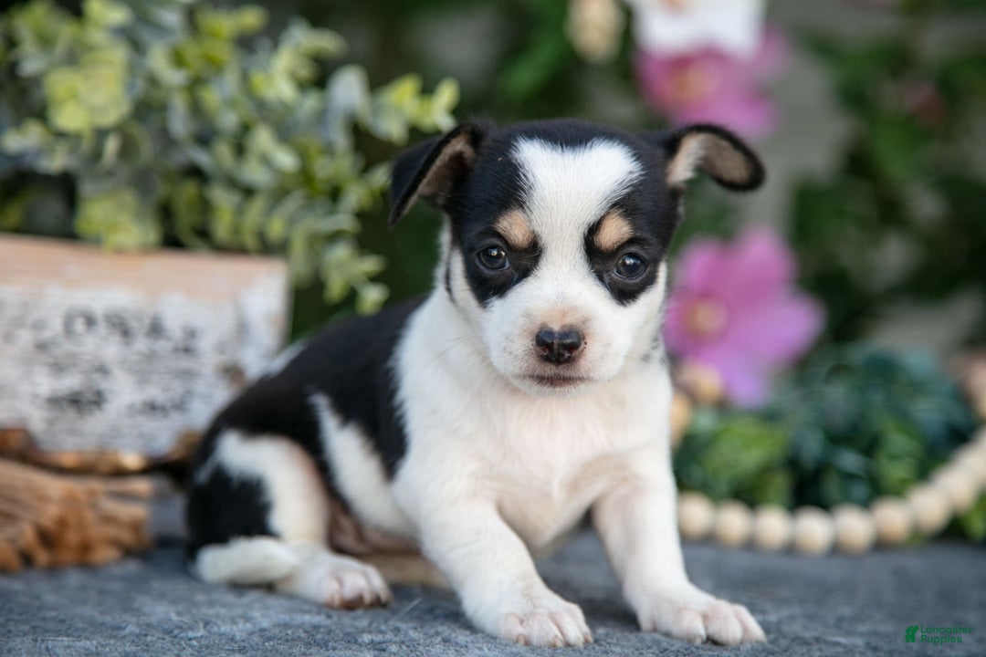 Chihuahua dogs for sale: Teeny - Image 2