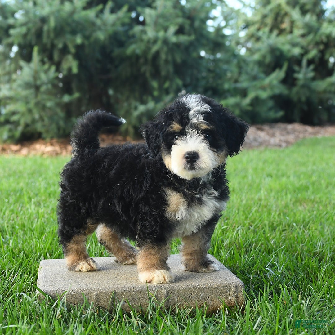 Mini Bernedoodle dogs for sale: Pongo - Image 2