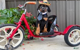 Doberman Pinscher dogs for sale: Mitch - Image 1
