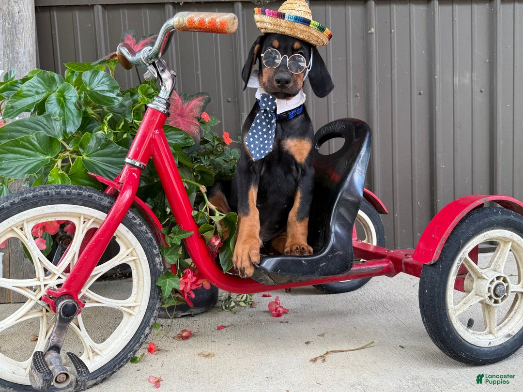Doberman Pinscher dogs for sale: Mitch - Image 1
