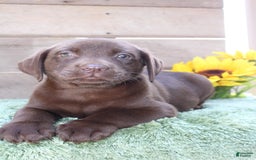 Labrador Retriever dogs for sale: Gunner - Image 7