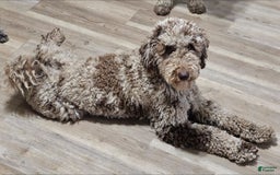 Standard Poodle dogs for sale: Orange Boy - Image 5