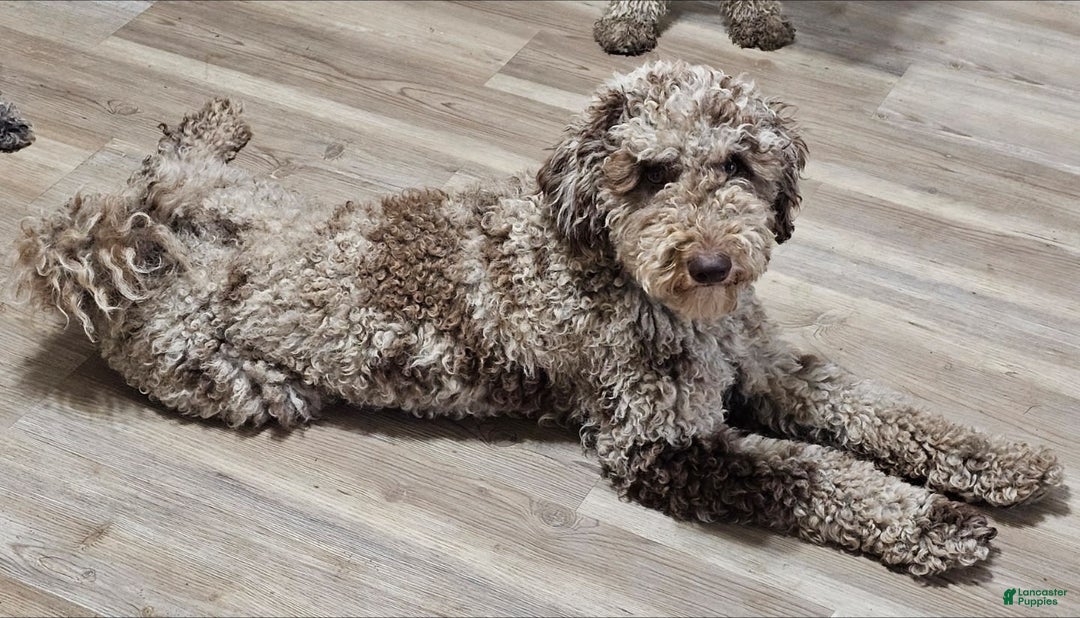 Standard Poodle dogs for sale: Orange Boy - Image 5