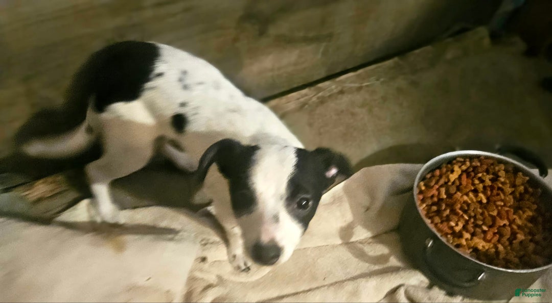 Chihuahua dogs for sale: X - Image 6
