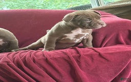 American Bully dogs for sale: Moe - Image 10