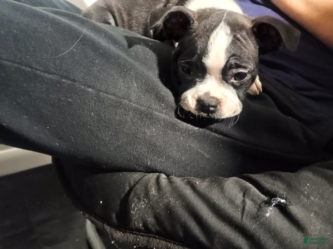Boston Terrier dogs for sale: Lola - Image 7