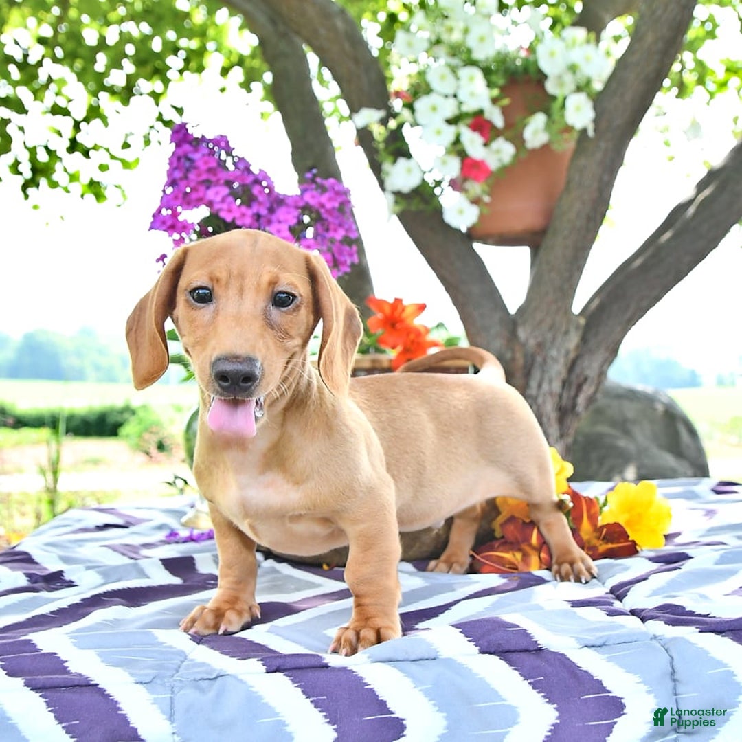 Miniature Dachshund dogs for sale: Twinkle - Image 7