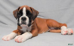 Boxer dogs for sale: Catie - Image 8