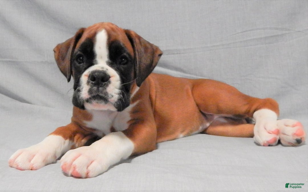 Boxer dogs for sale: Catie - Image 8