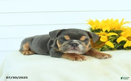 English Bulldog dogs for sale: Graham - Image 4