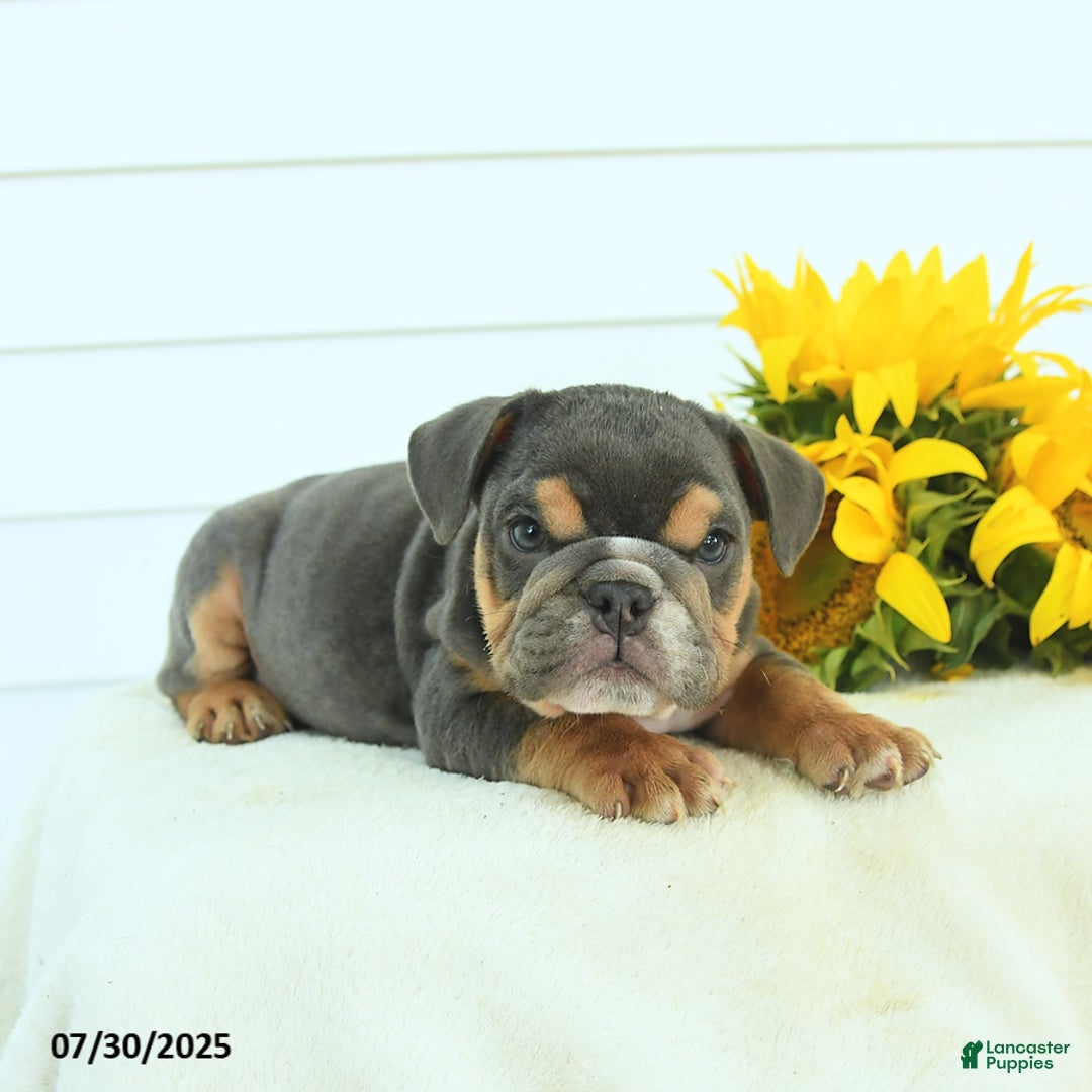 English Bulldog dogs for sale: Graham - Image 4