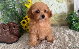 Toy Poodle dogs for sale: Israel - Image 2