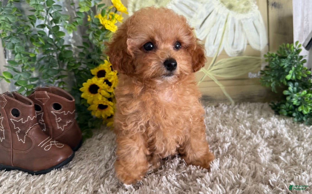 Toy Poodle dogs for sale: Israel - Image 2