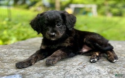 Mini Bernedoodle dogs for sale: Paulie - Image 7