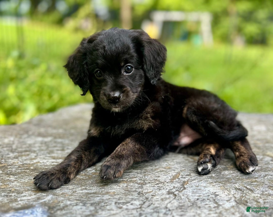 Mini Bernedoodle dogs for sale: Paulie - Image 7