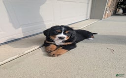 Bernese Mountain Dog dogs for sale: Jazzy - Image 3