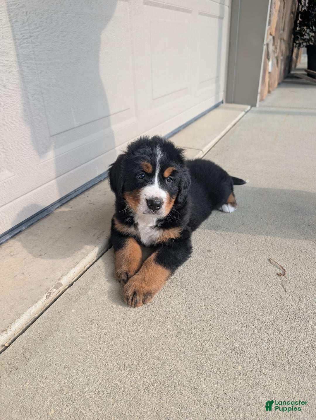 Bernese Mountain Dog dogs for sale: Jazzy - Image 3
