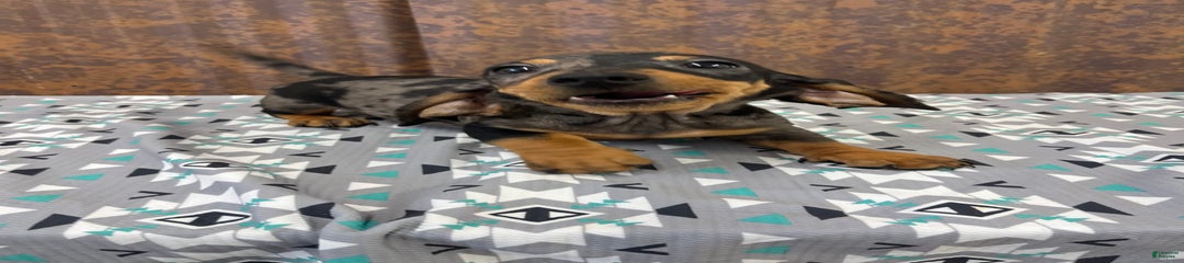 Dash