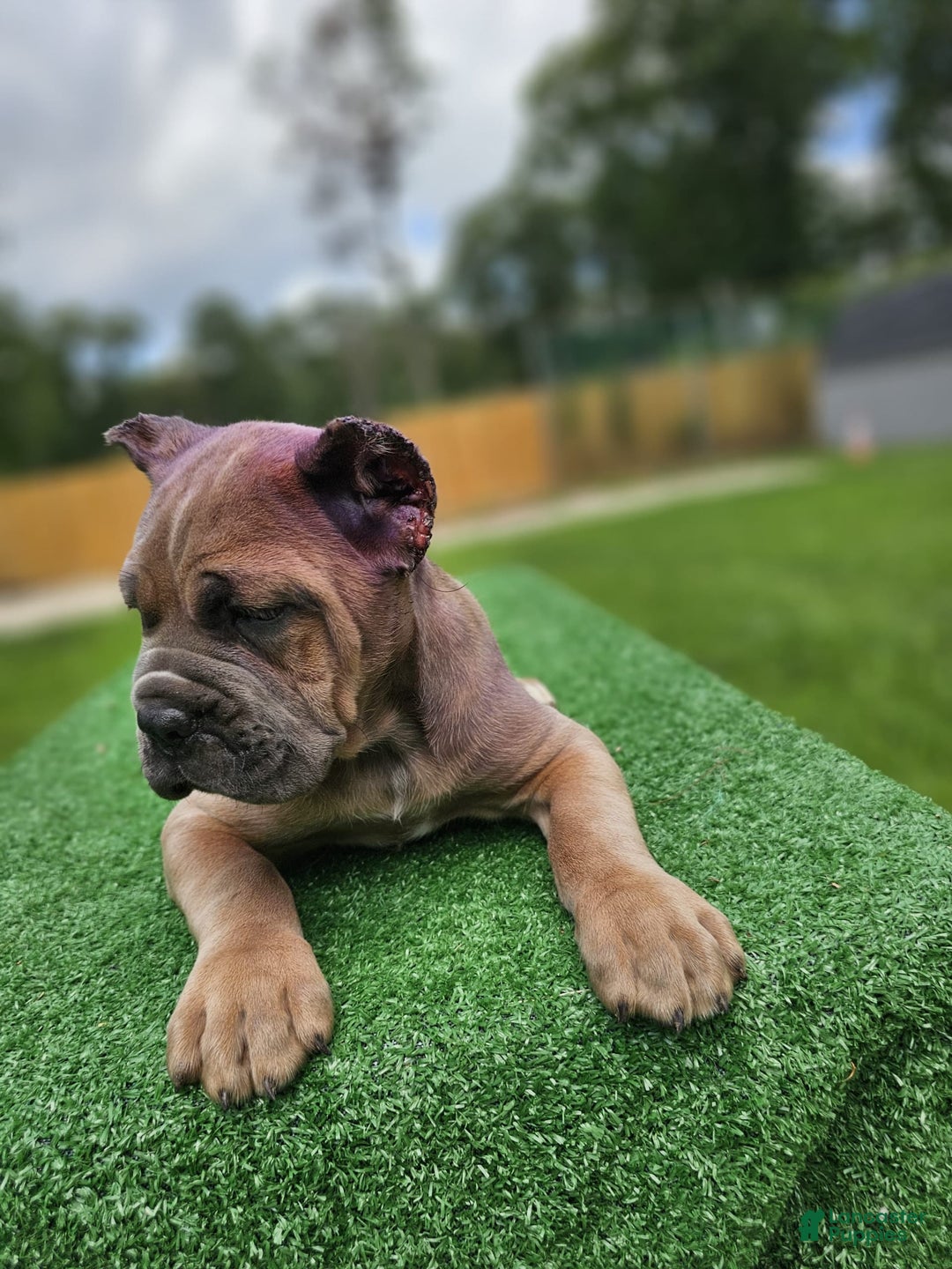 Cane Corso dogs for sale: Moca - Image 2