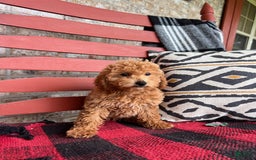  dogs for sale: Disney - Image 2