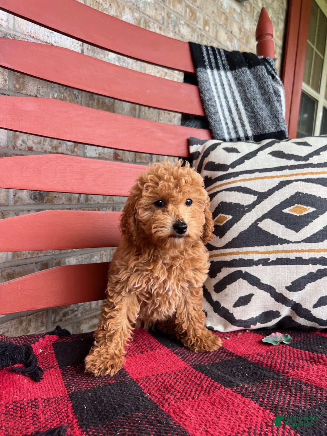  dogs for sale: Disney - Image 2