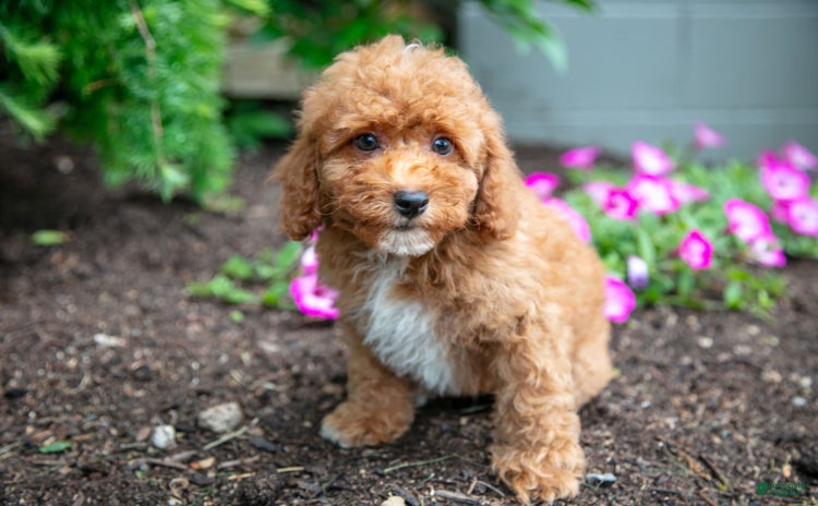 Miniature Poodle dogs for sale - Ad 3