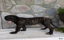 English Mastiff dogs for sale: Berkley - Image 4