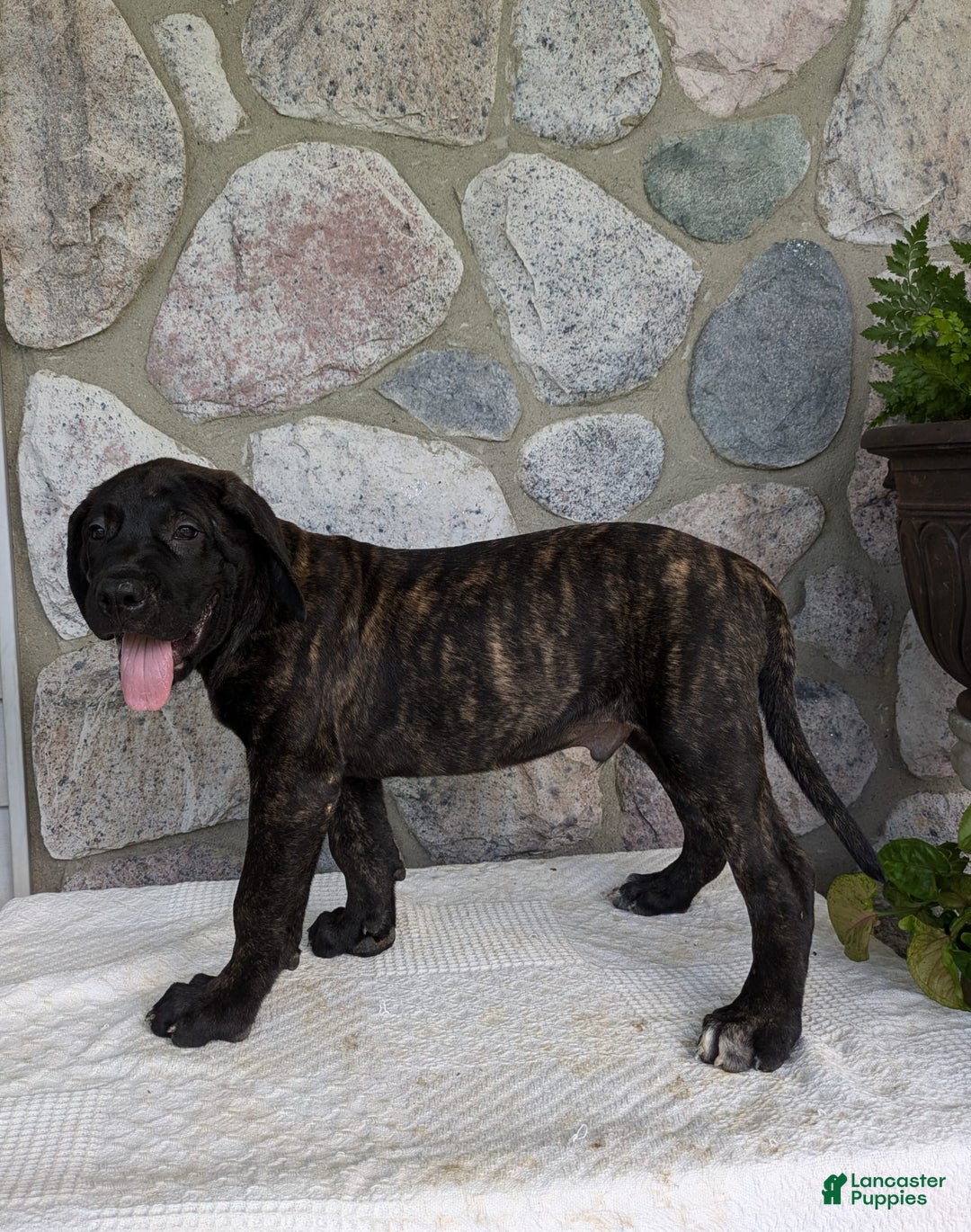 English Mastiff dogs for sale: Berkley - Image 4