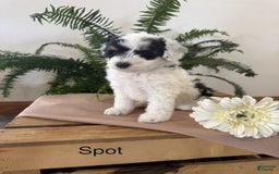Mini Aussiedoodle dogs for sale: Spot - Image 1