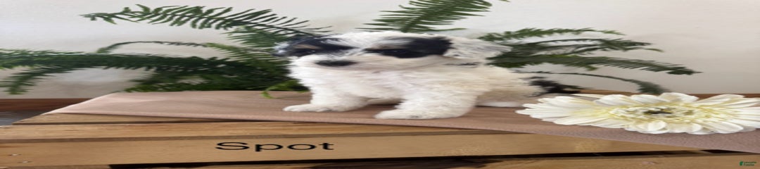 Spot