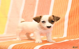 Jack Russell Terrier dogs for sale: Lisa - Image 4