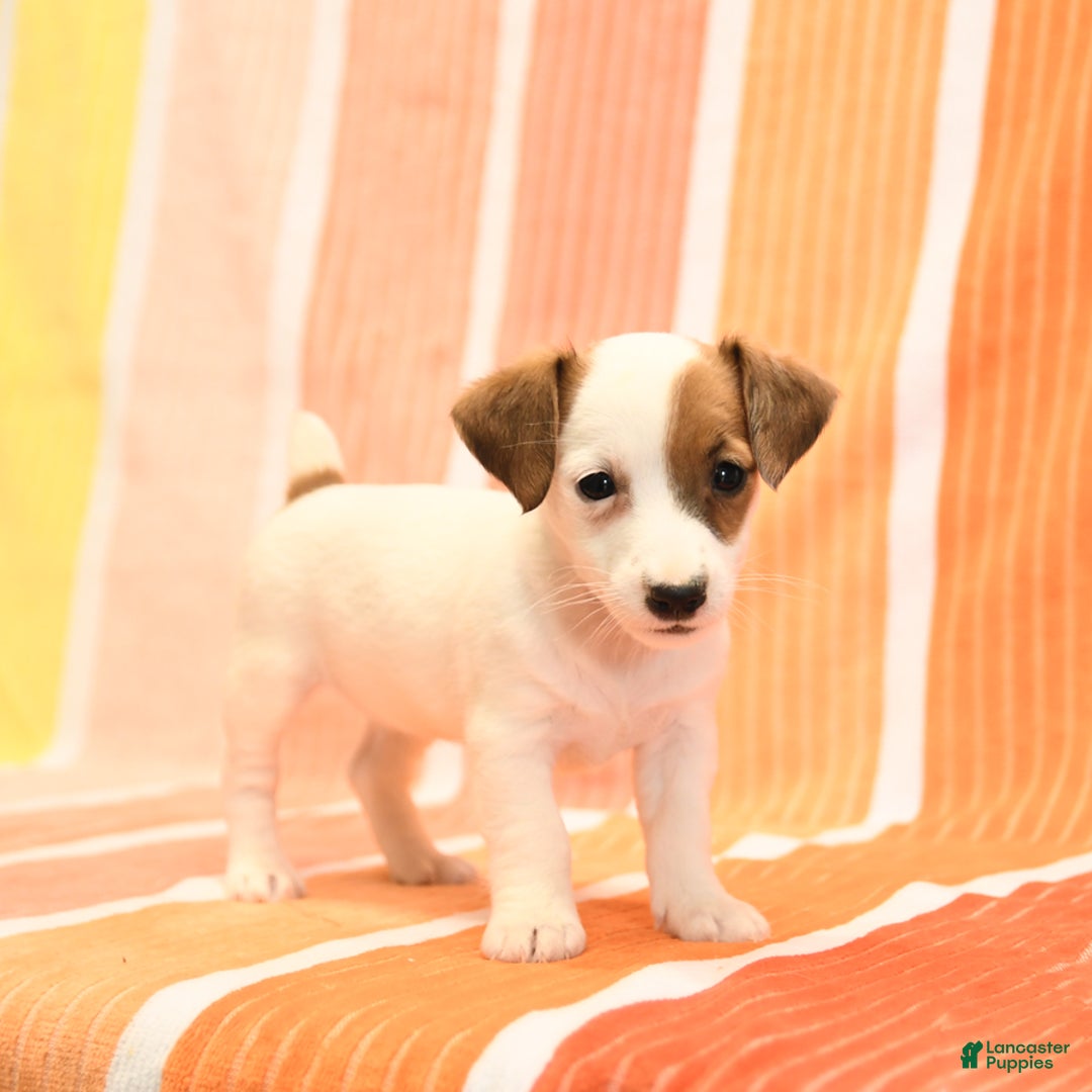 Jack Russell Terrier dogs for sale: Lisa - Image 4