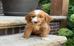 Goldendoodle dogs for sale: Abby - Image 9