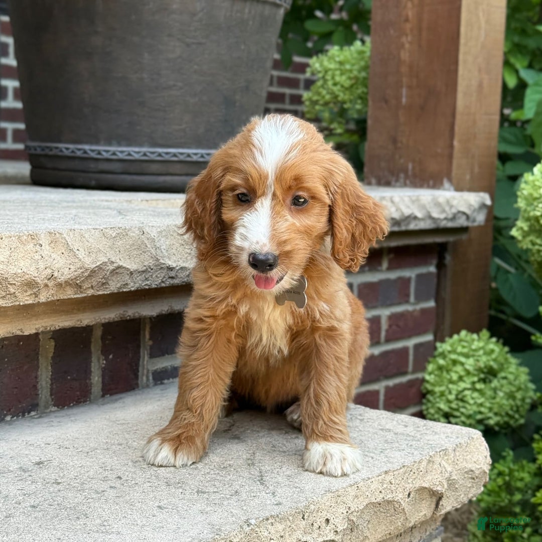 Goldendoodle dogs for sale: Abby - Image 9