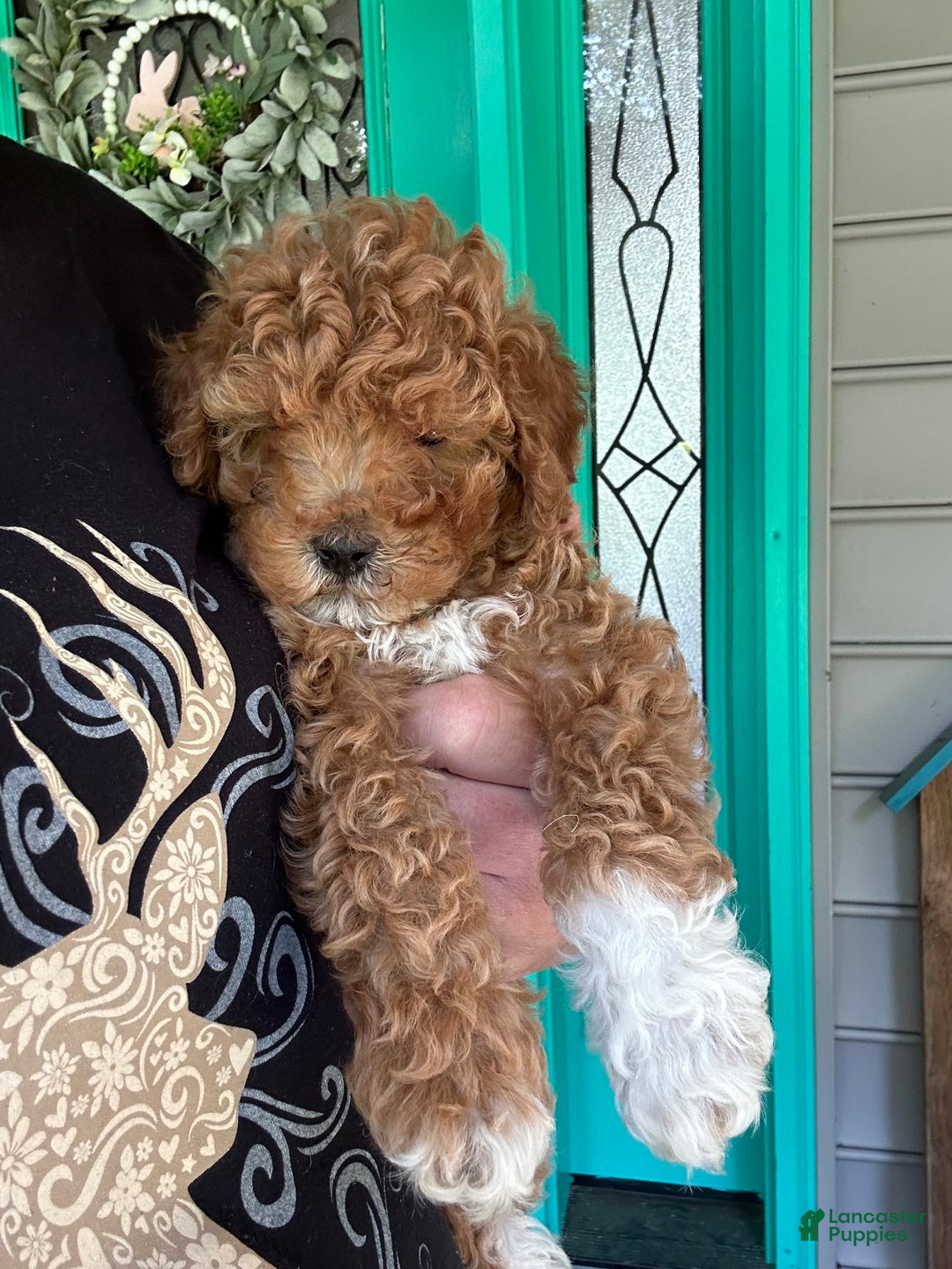 Cavapoo dogs for sale: Cooper - Image 7