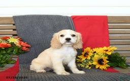 Cocker Spaniel dogs for sale: Pearl - Image 7