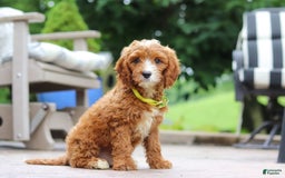 Cavapoo dogs for sale: Bean - Image 6