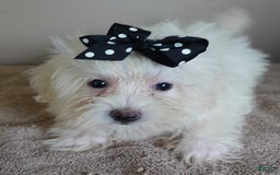 Maltipoo dogs for sale: 3 lb oslo - Image 12