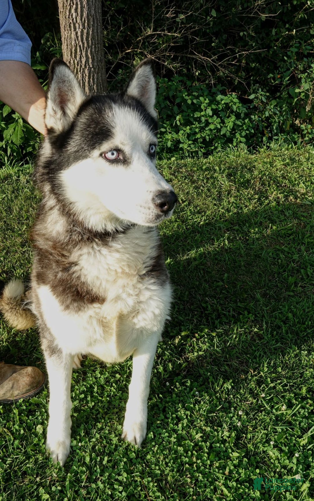 Gerberian Shepsky dogs for sale: Pixy - Image 26